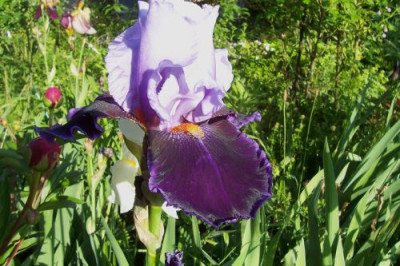 000_1048_Iris_Magic_Man.jpg