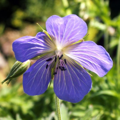Geranium_unidentifiziert_111001.jpg