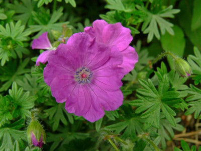 P1000361_Medium.JPG