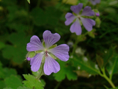 P1000357_Large.JPG