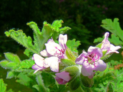 P1000320_Small.JPG
