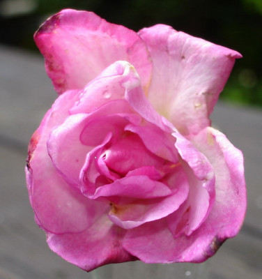Sophies_Perpetual0606.jpg