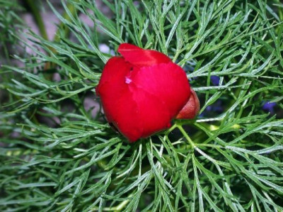 p._tenuifolia_Knospe.jpg