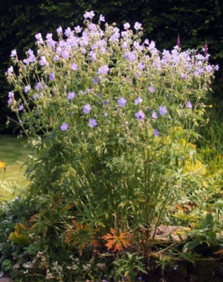 Geranium_pratense_012.jpg