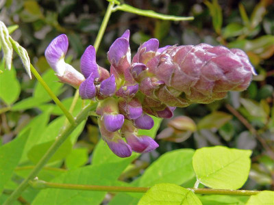 P1000365_Medium.JPG