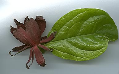 Calycanthus_florida040604.jpg