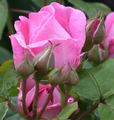 Mary_Rose_T_27218_.jpg