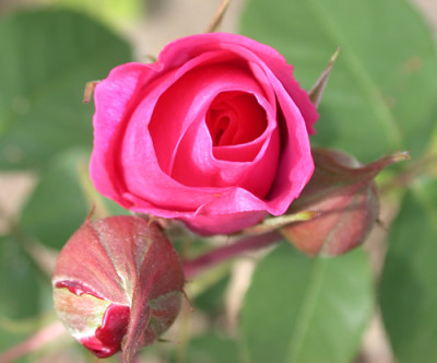 Gertrude_Jekyll_S1_27186.jpg