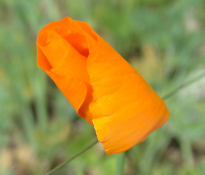 Island-Mohn_S1_27185.jpg