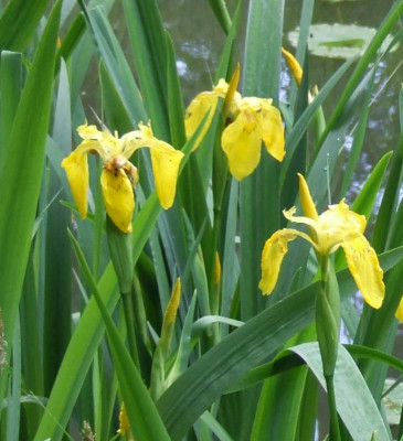20060601_iris_pseudacorus.jpg