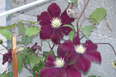 DSCN5479.JPG