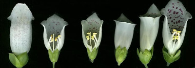 Digitalis_WhiteSatin0406.jpg