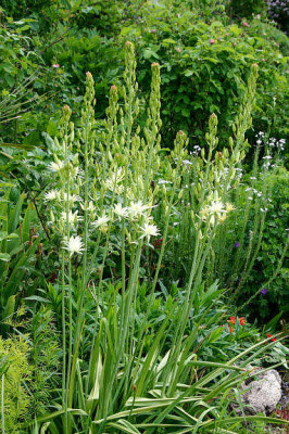 St_Camassia2.jpg