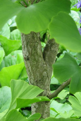 Gingko_Zwiesel_07971.jpg