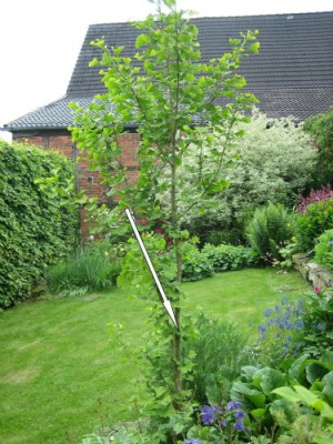 Gingko_biloba_07991.jpg