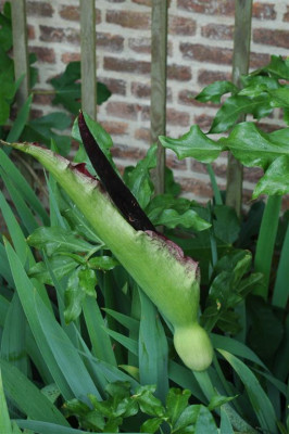 A0089_Large.JPG
