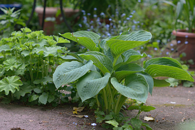 Fugenhosta-Mai2415_007.jpg