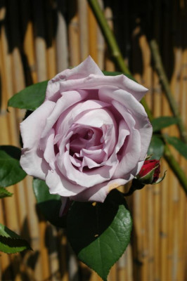 A0103_Large.JPG