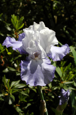 A0101_Large.JPG