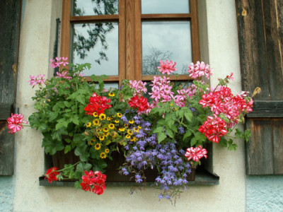 Blumenfenster_1-web.jpg