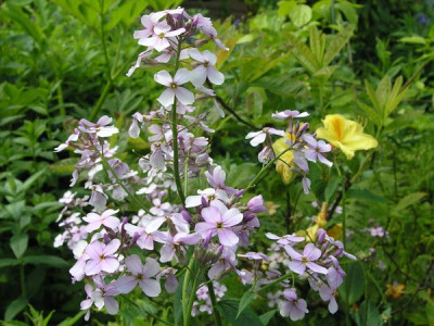 Hesperis_fliederfarben.jpg