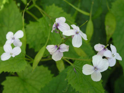 L_rediviva_060606.jpg