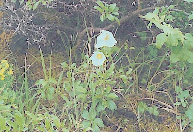 pulsatilla_alpina.jpg