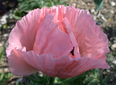 Turkischer_Mohn_Helen_Elizabeth_R_27244.jpg