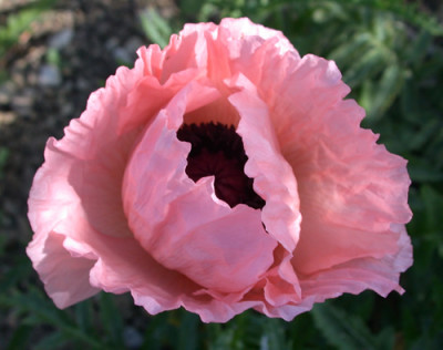 Turkischer_Mohn_Helen_Elizabeth_R_27242.jpg