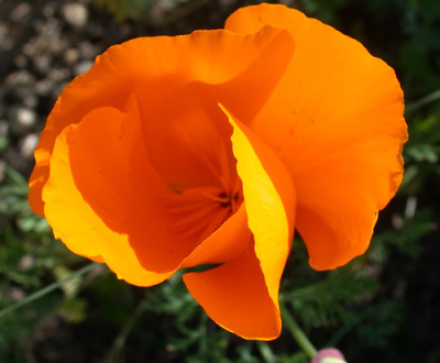 Island-Mohn_S1_27240.jpg