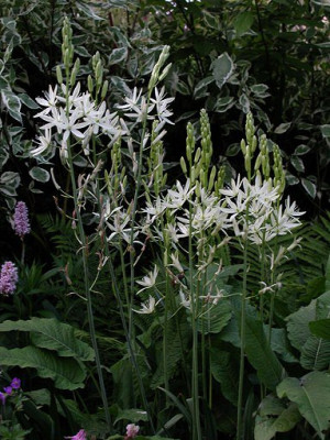 Camassia_leichtlinii_Alba_xBB.jpg
