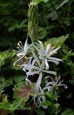 Camassia_cusickii_mm.jpg