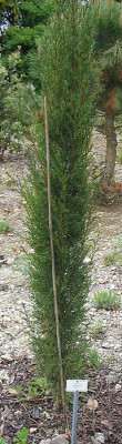 Cupressus_sempervirens_Marburg.jpg
