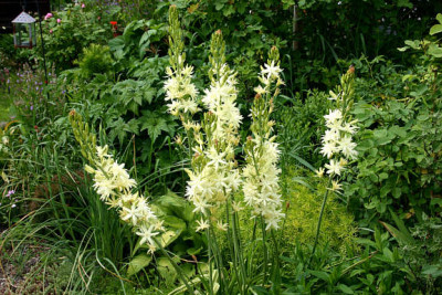 St_Camassia3.jpg