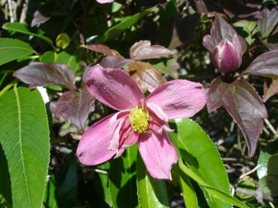 Groenanderung_DSC01152.JPG