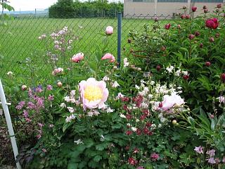 IMG_1253_1.JPG