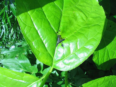 Schaeden_an_Sinocalycanthus__.jpg