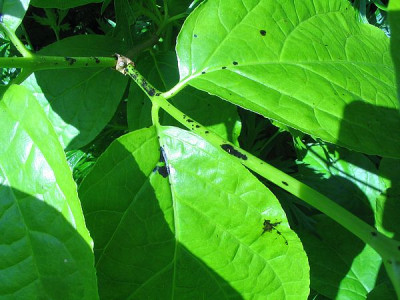 Schaeden_an_Sinocalycanthus_2.jpg