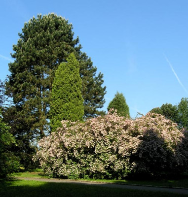 Kolkwitzia-amabilis-boga.jpg