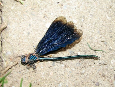 Libelle_tot6.06.06_016.jpg