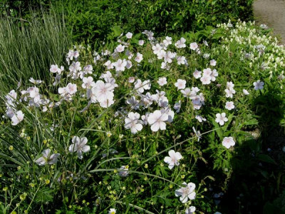 G_Kashmir_White2_boga.jpg