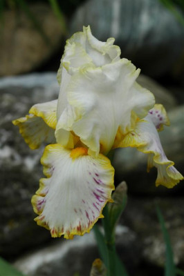 A0158_Large.JPG