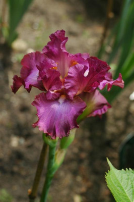A0159_Large.JPG