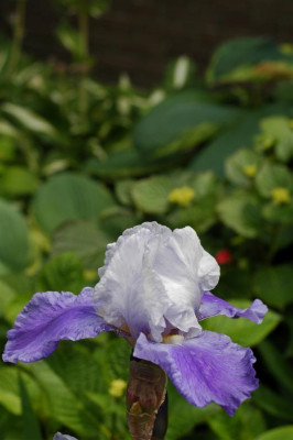 A0163_Large.JPG