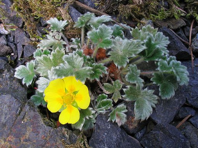 Potentilla_pulvinaris_fars.jpg