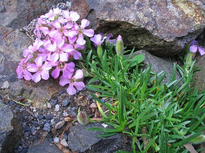 Saponaria__x_olivana_knorbsi.jpg