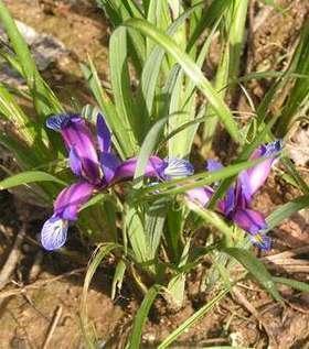 Iris-graminea.jpg