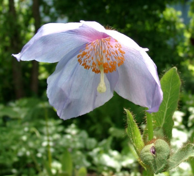 06070002_eMeconopsis_sheldonii_Kruchem.JPG