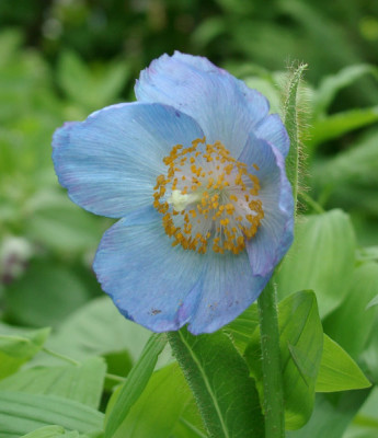 05220008_eMeconopsis_grandis_Saemling.JPG