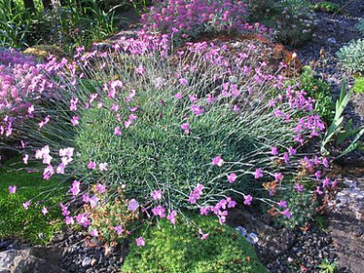 Dianthus_unbekannt.jpg